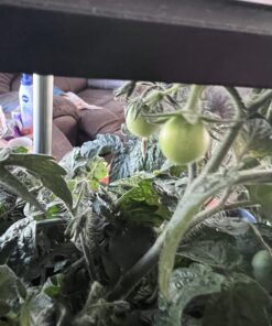 AeroGarden Red Heirloom Cherry Tomato Seed Pod Kit for AeroGarden Hydroponic Indoor Garden, 6-Pod 49 71i hTH91QL