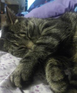 Purina Cat Chow Naturals With Added Vitamins, Minerals and Nutrients Dry Cat Food, Naturals Original - 13 lb. Bag Chicken & Salmon 13.00 Pound (Pack of 1) 43 71i pltkQyL