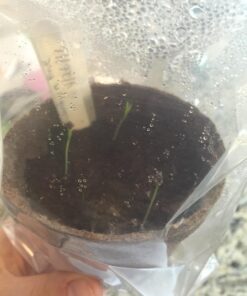 Plant Theatre Bonsai Tree Kit - Indoor Plant Growing Kit w/ 3 Mini Bonsai Seed Packs, 6 Pots, 6 Peat Discs and 6 Propagator Bags - Gardening Gifts for Men, Women and Room Decor - Crafts for Adults 42 71i sf04CLL