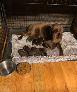 Royal Canin Labrador Retriever Puppy Breed Specific Dry Dog Food, 30 lb. bag 37 71i2MxYqs L