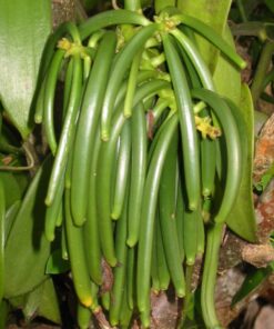 10 Split Extract Grade B Madagascar Bourbon Vanilla Beans 13~15 cm (5~6") by Vanilla Products USA 30 71i2fnFkWrL 1