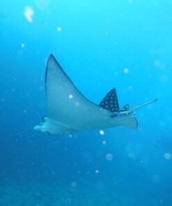 Fujifilm FinePix XP80 Waterproof Digital Camera with 2.7-Inch LCD (Yellow) Yellow 68 71i35Xhov3L