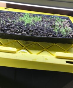 Common Thyme Seeds for Planting, 1000+ Seeds Per Packet, (Isla's Garden Seeds), Non GMO & Heirloom Seeds, Botanical Name: Thymus vulgaris, Great Herb Garden Seeds 21 71i3IHC4z6L