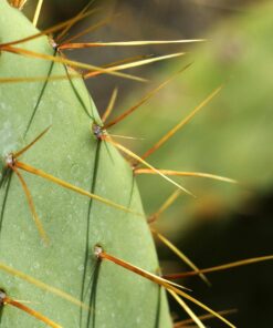 OM SYSTEM OLYMPUS M.Zuiko Digital 40-150mm F4.0-5.6 R Black For Micro Four Thirds System Camera, 3.75x Zoom Lens, Portable Design Standard Packaging 82 71i5DwncWWL