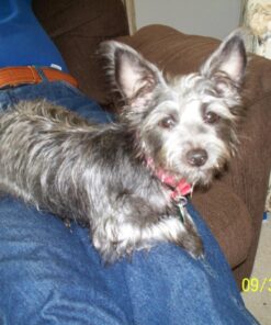 SmartBones Mini Dog Chews, Rawhide Free Chews For Dogs, Made With Real Chicken and Vegetables, 24 Count Mini Chews 29 71i6dIqLXEL