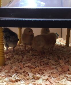 Premier Chick Heating Plate Kit - Includes Cover and Warms Up to 20 Chicks - 12" W x 12" L 36 71i7U2idlGL