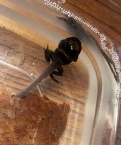 Josh's Frogs Producing Wingless Drosophila Melanogaster Fruit Fly Culture 25 71i9MSfv1ZL