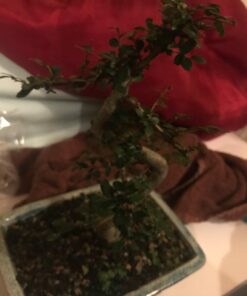 Brussel's Live Chinese Elm Outdoor Bonsai Tree - 5 Years Old; 6" to 8" Tall with Decorative Container Small CERAMIC POT 59 71i9QZflJnL 1