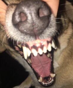 Proden PlaqueOff Dental Care for Dogs and Cats, 180gm 50 71i9SrsjdaL