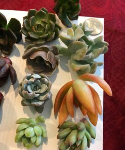 Succulent Rosette Cutting Pack- Brighten Up Your Garden with A Wide Variety of Healthy Rosette Succulent Plants Ready to Be Rooted by Jiimz (25 Pack) 25 Pack 16 71iCRHcrxML