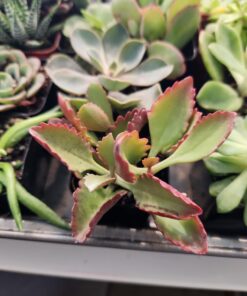 FATPLANTS 10 Living Succulent Cuttings 73 71iE8D7d1jL