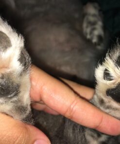 Paw Nectar Dog Paw Balm - Heals, Repairs & Restores Dry, Cracked & Damaged Paws - 100% Organic & Natural Cream Butter, Wax, Moisturizer & Protection for Dog Feet & Foot Pads - Effective & Safe - 2 Oz 47 71iEojqWWQL