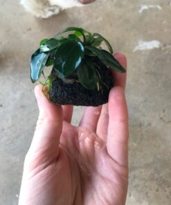 (Anubias Nana Petite Lava Stone) Anubias, Java Fern, Moss and More! Freshwater Live Aquarium Plants on Driftwood for Aquatic Tropical Fish Tank Decorations - Easy to Drop by Greenpro Anubias Petite Lava Stone 29 71iEyJP5 vL