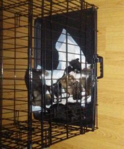 Paws & Pals Dog Crate, 24" Pet Cage, Wire Metal Kennel, with Tray, Foldable & Portable, Durable Steel Wire, Easy Setup, Ideal for Puppies & Kittens, Black 24.0"L x 16.0"W x 20.0"H 42 71iFcM4N0GL