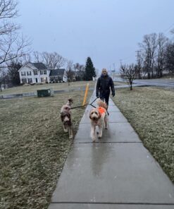 Exquisite Double Running Waist Leash for Large Dogs | Retractable Dog Leash 2 Dogs | Hands Free Leash for for Large Dogs | Two Dog Leash for Large Dogs | Leash for Big Dogs | HandsFree Dog Leash Khaki & Orange Two Large Dogs (35-150 lbs each) 30 71iFfNUO3WL 1