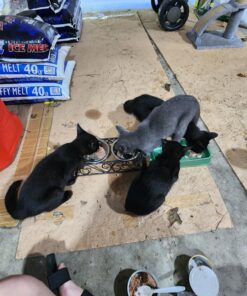 Purina ONE High Protein, Natural Dry Kitten Food, +Plus Healthy Kitten Formula - 16 lb. Bag Dry Food Chicken 16.00 Pound (Pack of 1) 34 71iFiXqgdkL