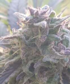 Humboldts Secret Flower Stacker – Best Flowering Formula for Bigger Harvests - Flowering Plant Food - Nutrient System for Potting Soil for Indoor Plants & Outdoor Plants - 1 Quart 32 Ounce 43 71iHqtIreEL 1