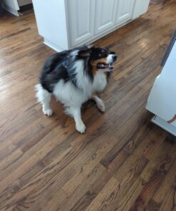 AIRROBO Dog Hair Vacuum & Dog Grooming Kit, 12000Pa Strong Pet Grooming Vacuum, 2L Large Capacity Dog Vacuum for Shedding Grooming Hair, Quiet, 5 Pet Grooming Tools, PG100 44 71iMWuHvWsL