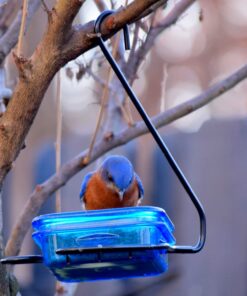 More Birds Dish SeedFeed, 1 Count (Pack of 1) 1 Count (Pack of 1) 40 71iNh9H7FoL