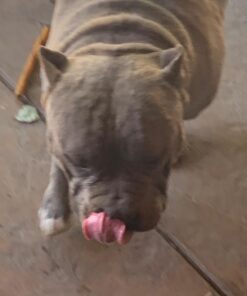 Muscle Bully Gains - Mass Weight Gainer for Dogs, Whey Protein, Flax Seed (for Bull Breeds, Pit Bulls, Bullies) Increase Healthy Natural Weight, Made in The USA (90 Servings) 90 Servings 48 71iOrz9bhxL