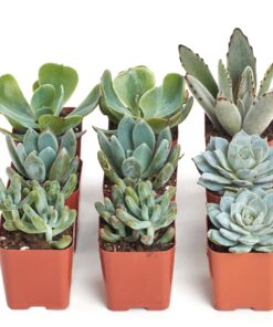 Alternative view of Shop Succulents Blue & Green Succulent Plant Pack Collection - Live Mini Succulent Plants, Low Maintenance, Mixture of Textures - Wedding and Party Favors, Gift & Garden, Pack of 9 9-Pack
