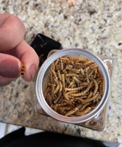 Fluker's Freeze Dried Insects - Mealworms, 1.7oz 28 71iS9nS21YL