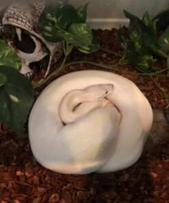 Inkbird Thermometer and Hygrometer Smart Sensor Data Logger with Waterproof External Probe Magnet Alert for Android and iOS Used for Food Storage Brewing Reptiles Instrument IBS-TH1. IBS-TH1+Probe. 51 71iTnGA5ZOL