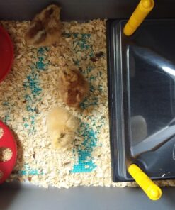 Premier Chick Heating Plate Kit - Includes Cover and Warms Up to 20 Chicks - 12" W x 12" L 21 71iWcnzbdiL