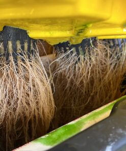 General Hydroponics FloraNectar FruitnFusion, Sweetener, 0-0-1, 1 qt., White 19 71iXGwDoMeL