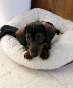 Leashboss Short Dog Leash for Dog Training | Padded Traffic Handle Short Leash for Dog Training, Total Comfort when Dog Walking | Traffic Leash for Dogs Large, Medium, Small | Short Nylon Dog Lead 12 Inch Black 47 71iYXGOsNLL