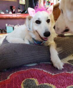 Pogi's Dog Poop Bags with Easy-Tie Handles - 300 Doggy Leak-Proof, Ultra Thick, Scented Poop Bags for Dogs, Cat 300 Count (Pack of 1) 45 71ia3ZJhaL