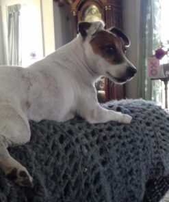 NUTRO NATURAL CHOICE Small Bites Adult Dry Dog Food, Lamb & Brown Rice Recipe Dog Kibble, 30 lb. Bag 37 71iaGwrmBbL