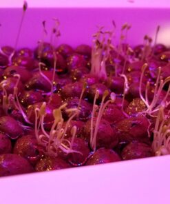 Organic Lettuce Seeds, APPR. 1,100, Lettuce Blend, Heirloom Vegetable Seeds, Certified Organic, Non GMO, Non Hybrid, USA 24 71ic5J4BFDL