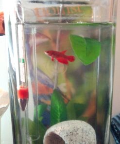 Penn-Plax Deco-Replicas Granite Aquarium Ornament & Hideaway – Realistic Stone Appearance – Safe for Freshwater and Saltwater Tanks – Small Size, White (RR1071) 28 71icPdiT9NL 1