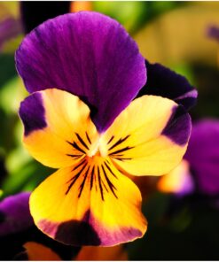 Seed Needs, Edible Wildflower Seed Packet Collection (7 Varieties of Flower Seed for Planting) Non-GMO & Untreated - Includes Viola, Pansies, Chives, Borage, Calendula, Nasturtium and Bee Balm 21 71iflUQ0G5L