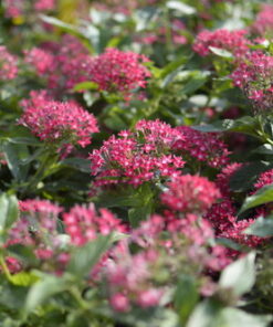 Nikon D3200 24.2 MP CMOS Digital SLR with 18-55mm f/3.5-5.6 Auto Focus-S DX VR NIKKOR Zoom Lens (Black) (OLD MODEL) Black w/ 18-55mm Base 79 71iiTNCilRL