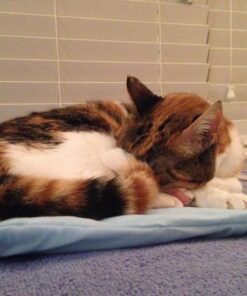 Sunbeam Heating Pad for Pain Relief | Standard Size Ultra Heat, 3 Heat Settings | Light Blue, 12 Inch x 15 Inch UltraHeat, 12 x 15 47 71ikk5ll4pL