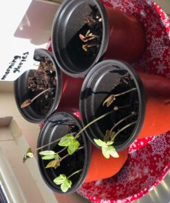 Espoma Organic Potting Soil Mix - All Natural Potting Mix For All Indoor & Outdoor Containers Including Herbs & Vegetables. For Organic Gardening, 8qt. bag. Pack of 1 62 71im9vrUQgL