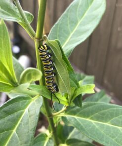 Seed Needs, Pink Swamp Milkweed Seeds for Planting (Asclepias incarnata) Heirloom, Open Pollinated & Untreated, Attracts Monarch Butterflies (2 Packs) 2 Packs (200 Seeds) 35 71imuViJ2UL 1