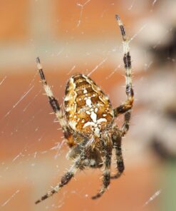 OM SYSTEM OLYMPUS M.Zuiko Digital ED 30mm F3.5 Macro For Micro Four Thirds System Camera, Compact Macro lens, 1.25x Image Maginification, Fast AF, Beautiful Bokeh Base 45 71inI8eO0cL