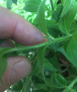 Monterey LG6332 Bacillus Thuringiensis (B.t.) Worm & Caterpillar Killer Insecticide/Pesticide Treatment Concentrate, 16 oz 1 pint (16 oz.) 41 71inSXtoYL