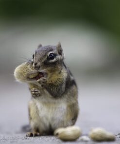 Wakefield Extra Large Virginia Peanuts for Animals, 25 LBS Peanut 25 Pound (Pack of 1) 26 71ipo8ybgHL