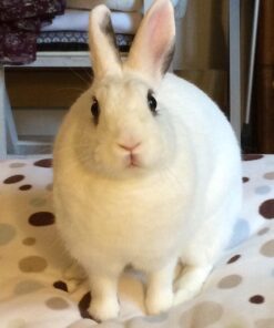 Oxbow Animal Health Timothy Hay Tunnel 30 71iq dE8ttL