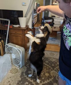 Milo's Kitchen Dog Treats, Chicken Meatballs, 18 Ounce 18 Ounce (Pack of 1) 36 71irPlnVPeL