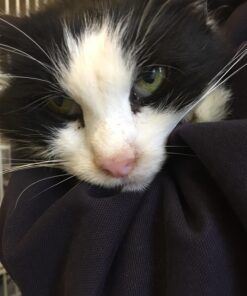 Precious Cat Senior Litter, 8lbs 23 71irtTRf3mL