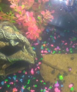 SunGrow Betta Leaves, 8”, 10 Pcs Beneficial Large Catappa Indian Almond Leaves for Overall Development in Fish Tank Aquarium, Water Conditioner Leaves Lower pH Large (8", 10 pack) 43 71isxyO 17L