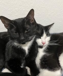 Purina Friskies Gravy Wet Cat Food , Meaty Bits - (24) 5.5 oz. Cans Chicken Dinner In Gravy, Gourmet Grill In Gravy, Beef In Gravy 5.5 Ounce (Pack of 24) 46 71iulqcG9FL