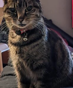 Upgraded Version - Reflective Cat Collar with Bell, Set of 6, Solid & Safe Collars for Cats, Nylon, Mixed Colors, Pet Collar, Breakaway Cat Collar Charms, Free Replacement 35 71iw0lA8XnL 1