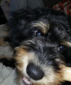 Nylabone Wishbone Power Chew Dog Toy Medium/Wolf (1 Count) Medium up to 35 lbs. 32 71iwWawXN1L