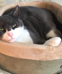 K&H Pet Products Thermo-Kitty Heated Cat Bed Small 16 Inches Sage/Tan 16.0"L x 16.0"W x 6.0"Th Retail Package 43 71ixnrlgQkL